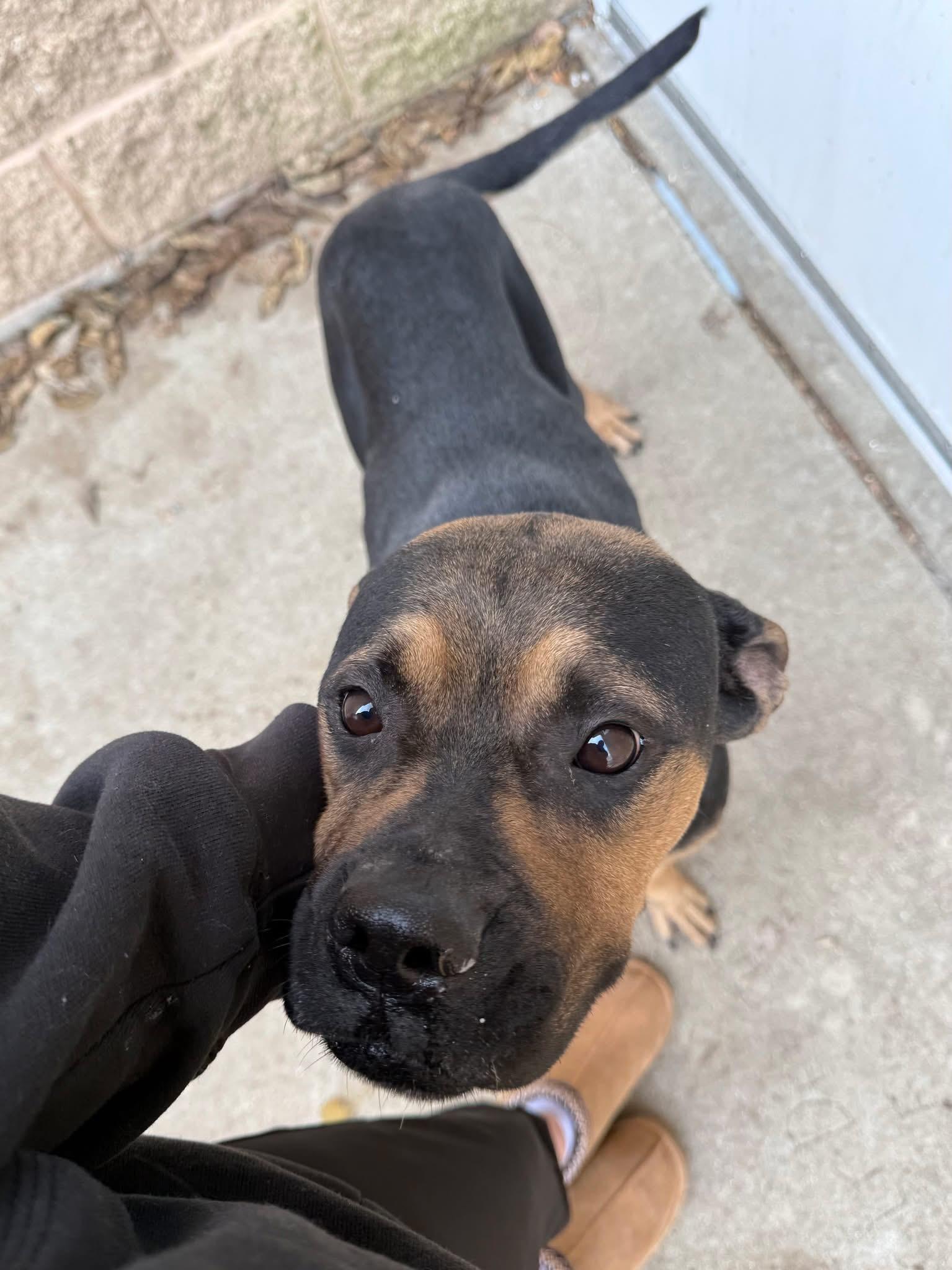 Enlarge Foster Me! Azula, a ADOPTABLE mixed breed in Oswego, IL image 2/5