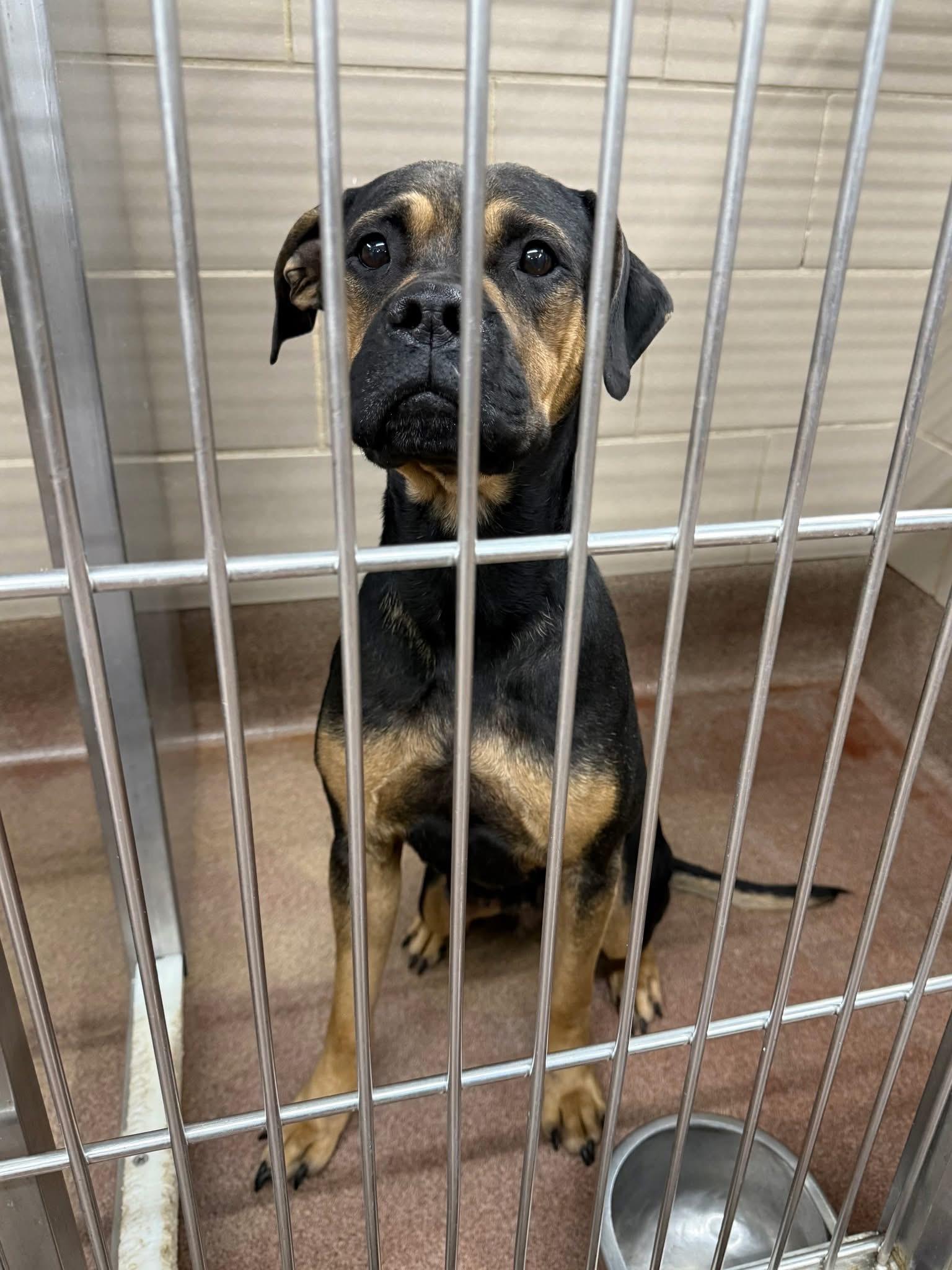 Enlarge Foster Me! Azula, a ADOPTABLE mixed breed in Oswego, IL image 4/5