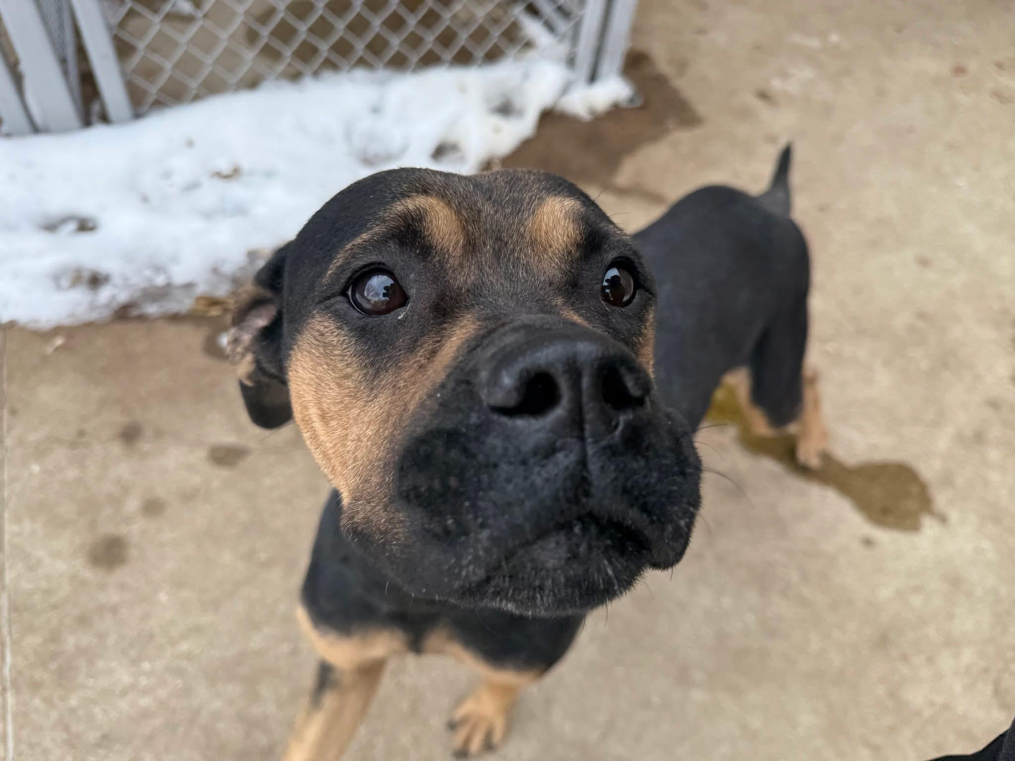Enlarge Foster Me! Azula, a ADOPTABLE mixed breed in Oswego, IL image 3/5