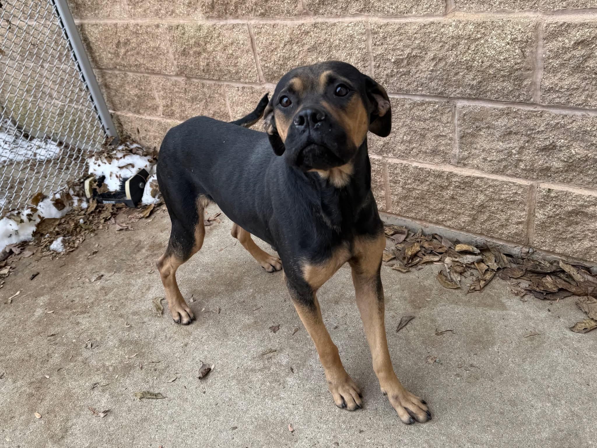 Enlarge Foster Me! Azula, a ADOPTABLE mixed breed in Oswego, IL image 1/5