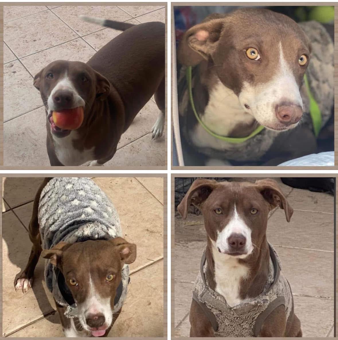 Enlarge Benny, a Adoptable mixed breed in El Paso, TX image 1/1