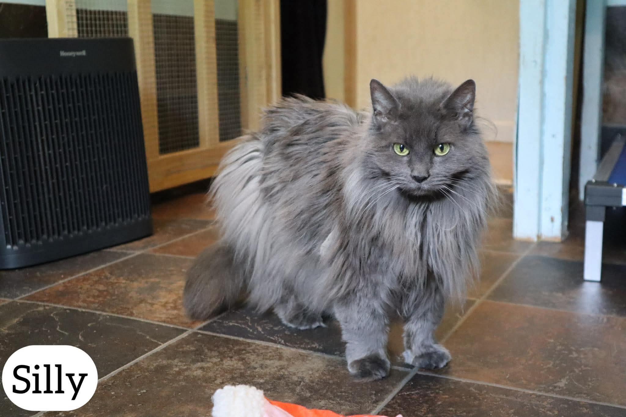 Silly , ADOPTABLE, Senior Female Domestic Long Hair.