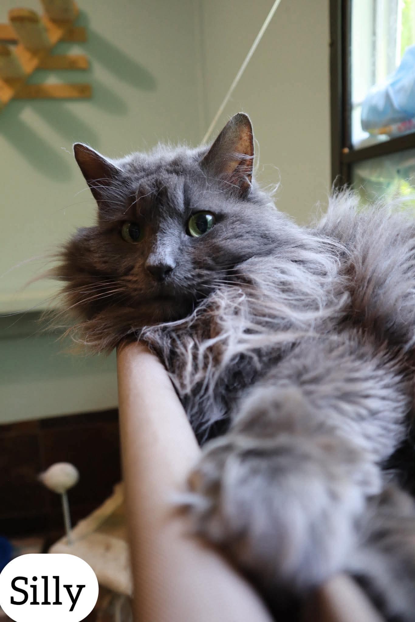 Enlarge Silly , a ADOPTABLE Domestic Long Hair in Dyersburg, TN image 6/6