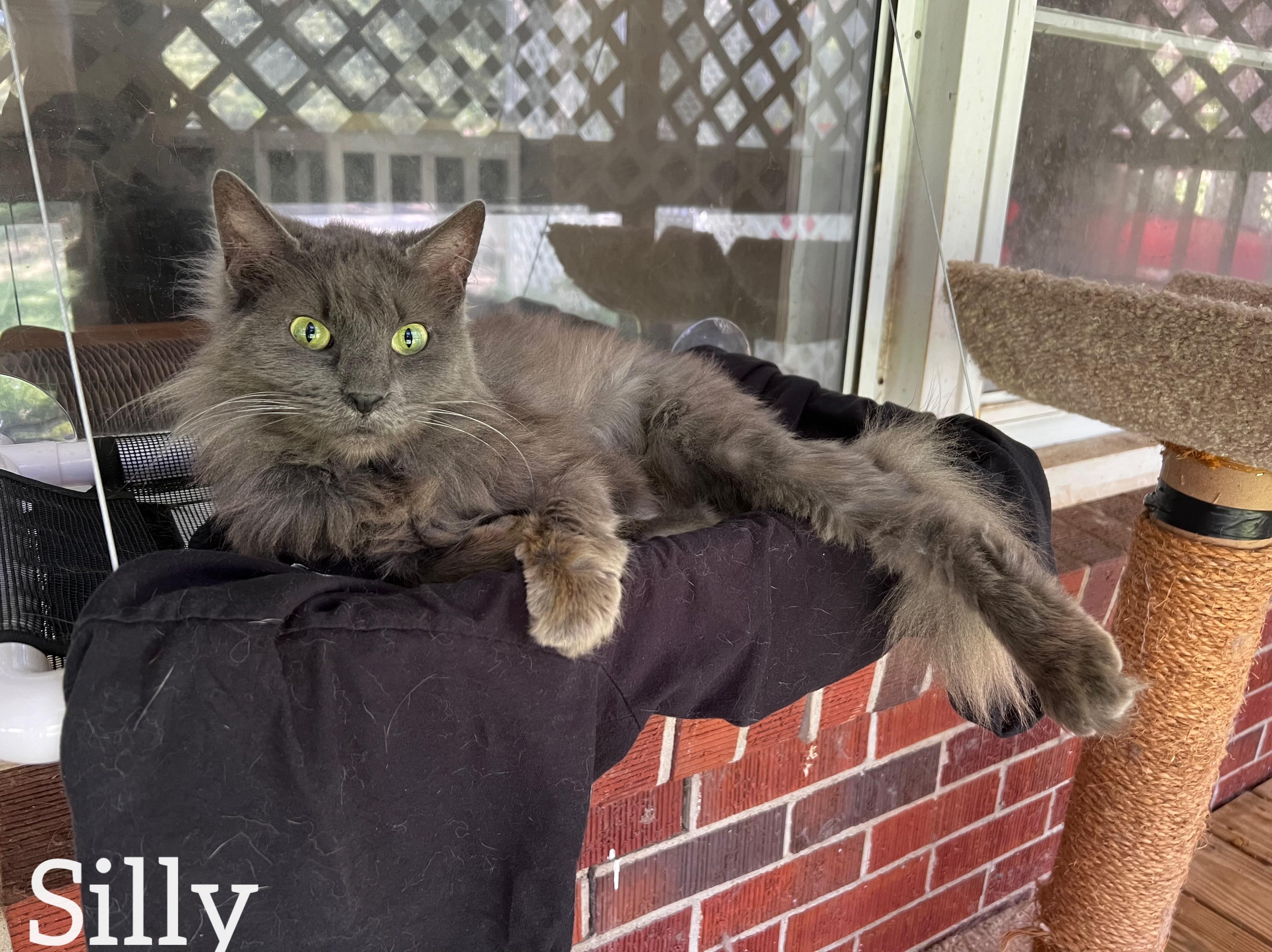 Silly , ADOPTABLE, Senior Female Domestic Long Hair.