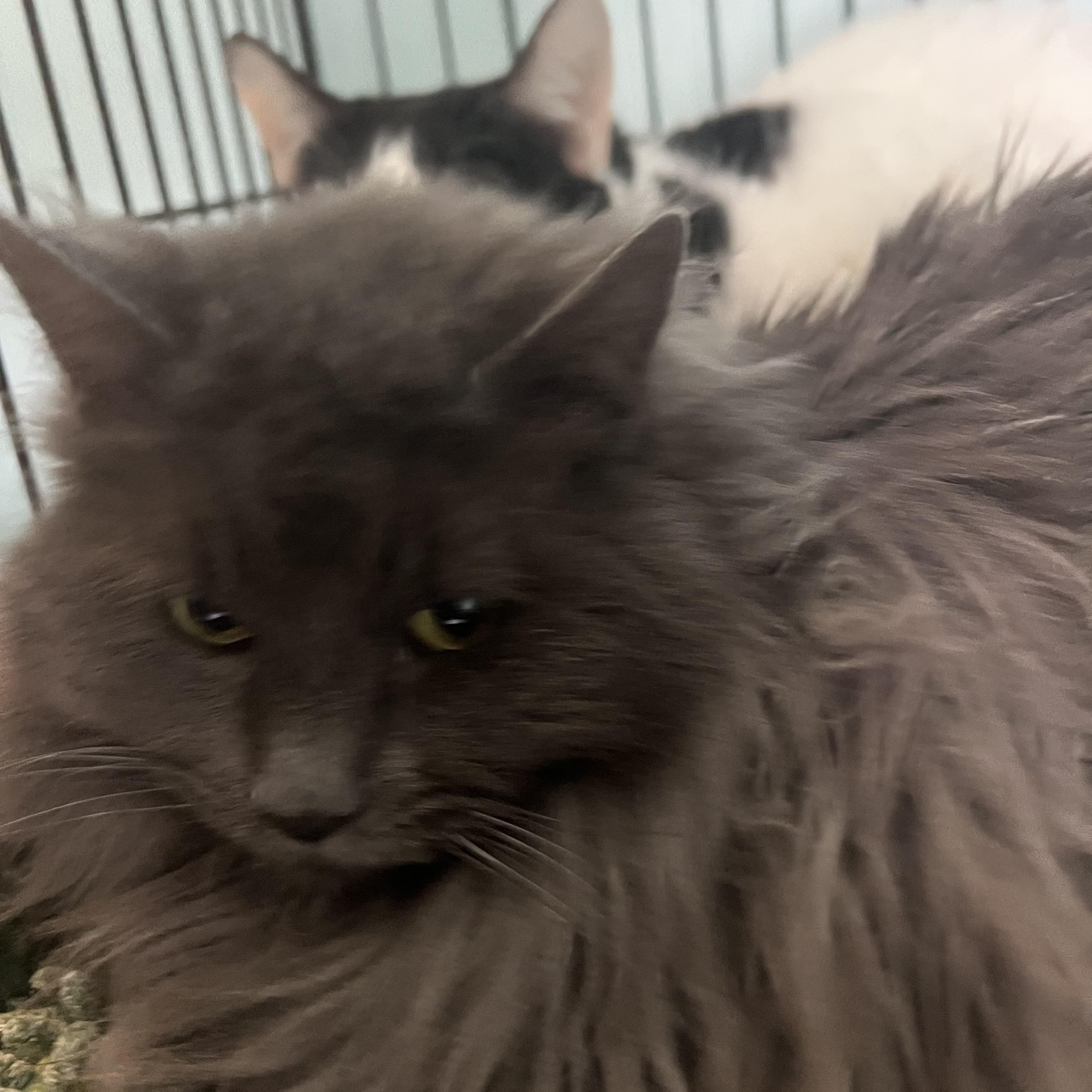 Enlarge Silly , a ADOPTABLE Domestic Long Hair in Dyersburg, TN image 4/5