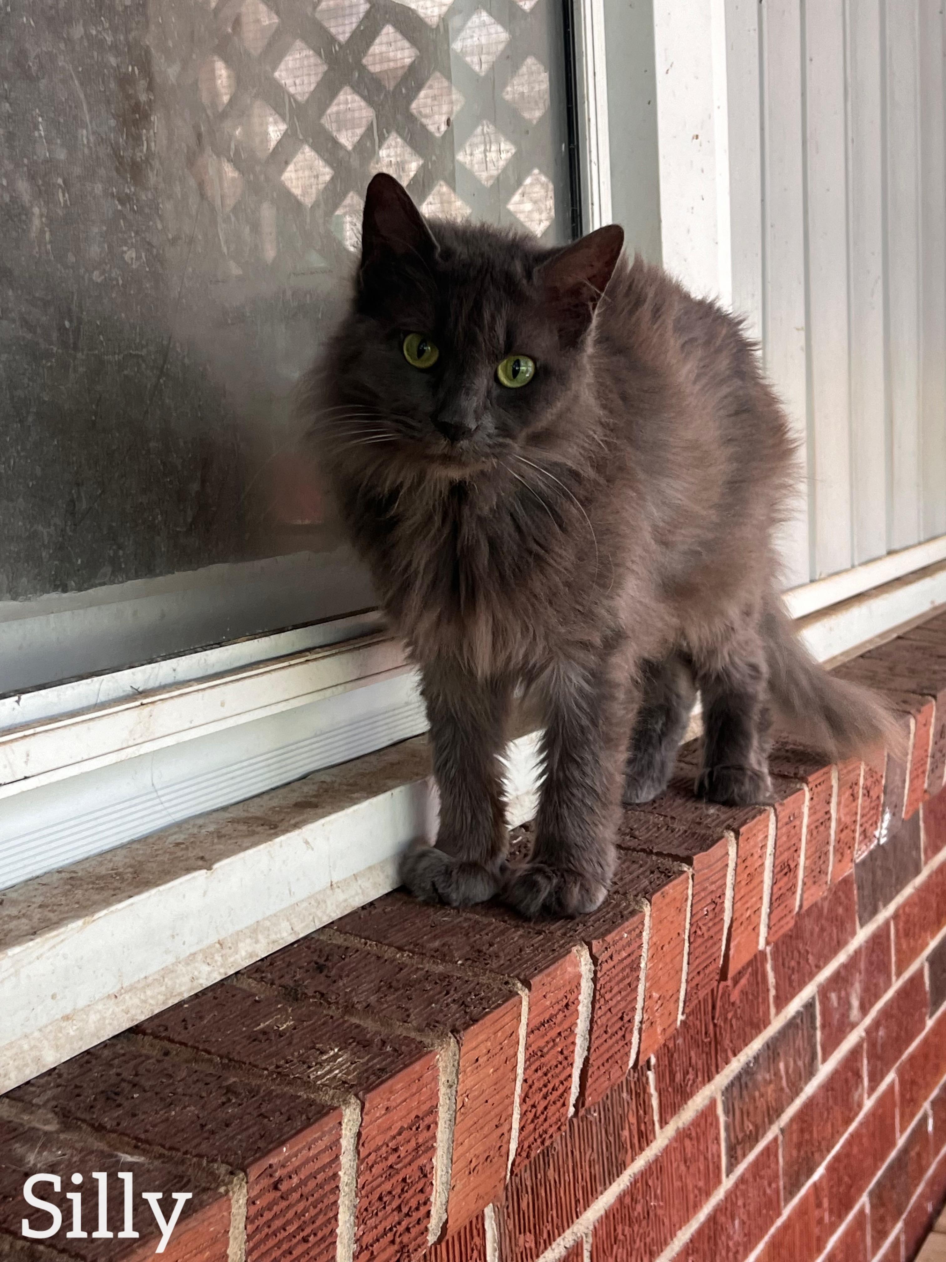 Enlarge Silly , a ADOPTABLE Domestic Long Hair in Dyersburg, TN image 3/5