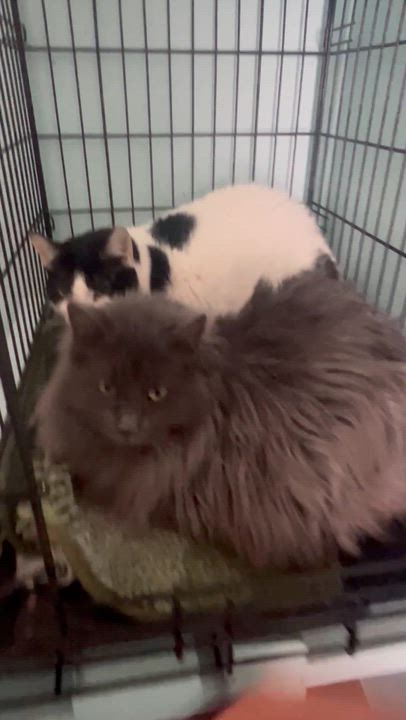 Enlarge Silly , a ADOPTABLE Domestic Long Hair in Dyersburg, TN video 5/5