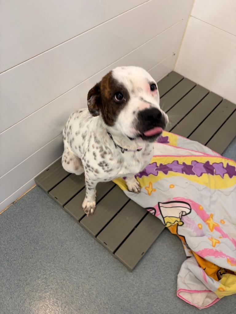 Daisy, Adoptable, Adult Female Terrier & Mixed Breed.