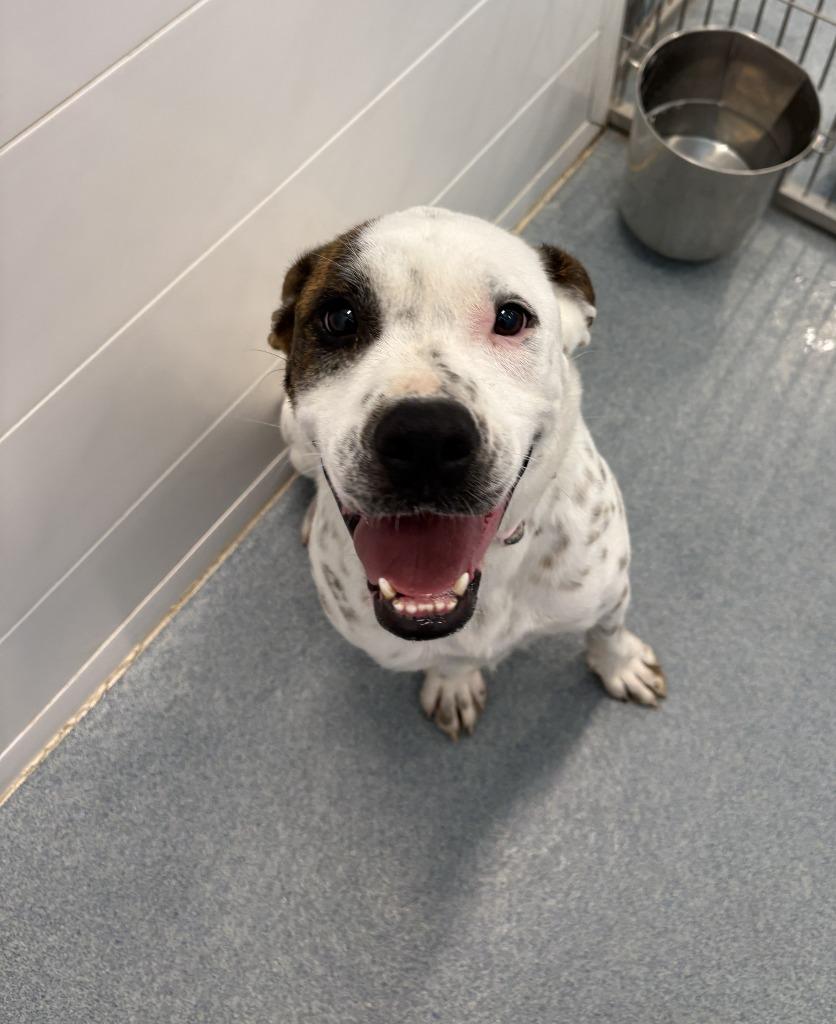 Enlarge Daisy, a Adoptable mixed breed in Portland, IN image 3/6