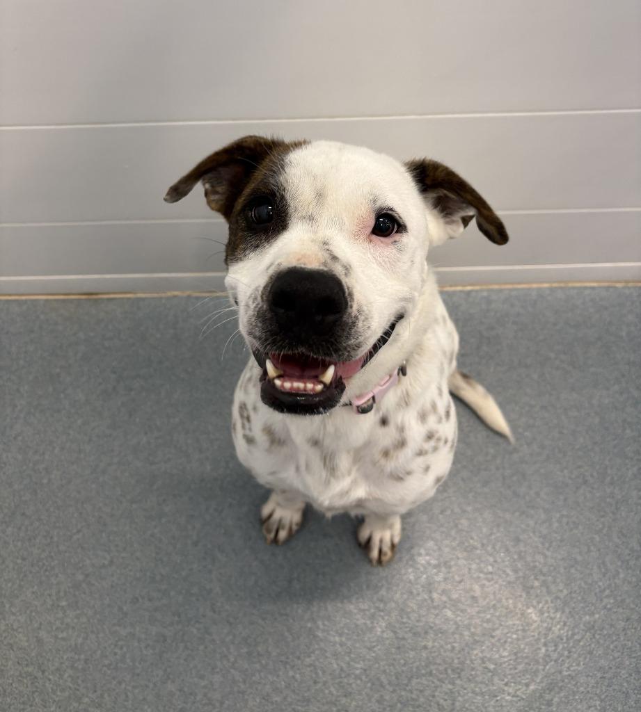 Enlarge Daisy, a Adoptable mixed breed in Portland, IN image 5/6