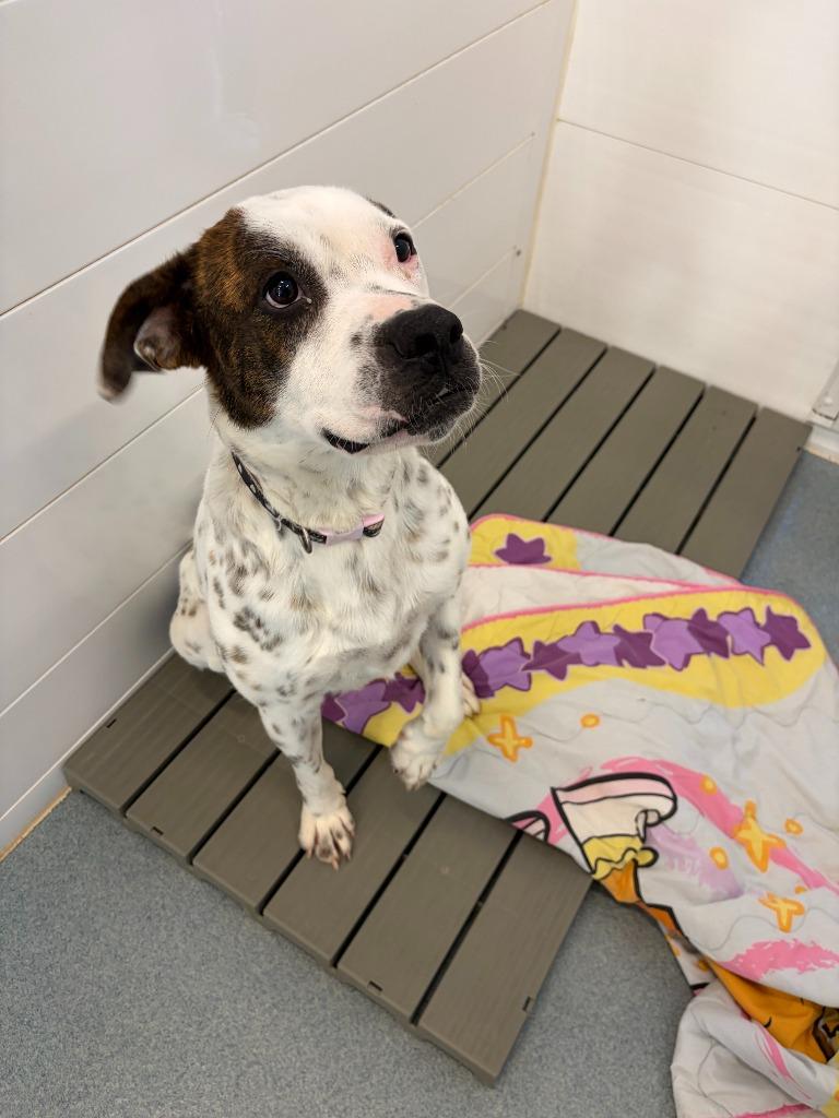 Enlarge Daisy, a Adoptable mixed breed in Portland, IN image 6/6