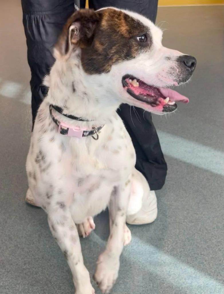 Daisy, a Adoptable mixed breed in Portland, IN image 2/4