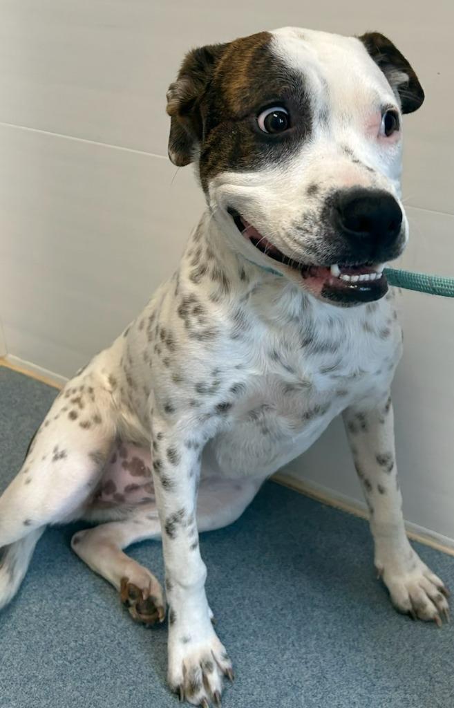 Daisy, a Adoptable mixed breed in Portland, IN image 3/4