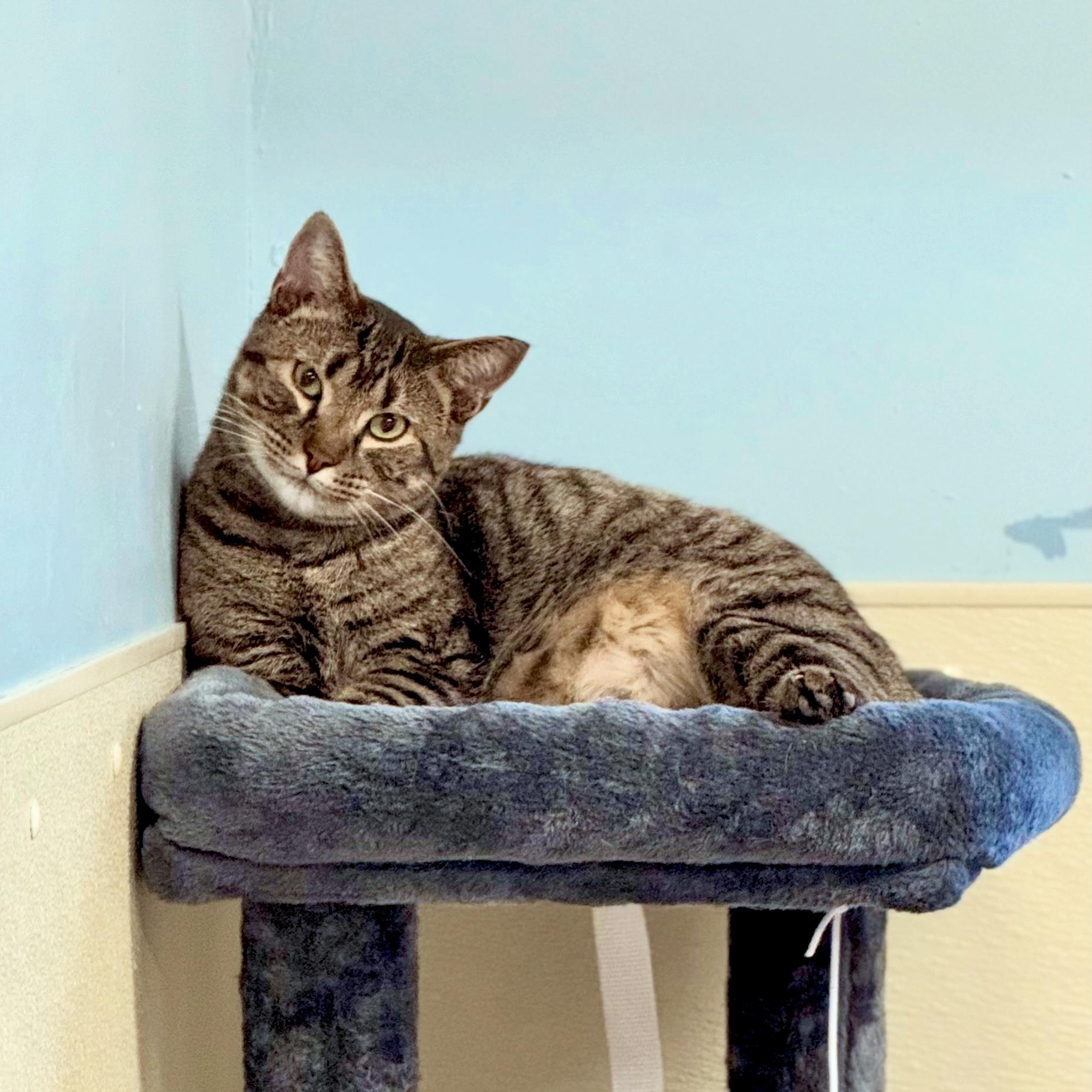 Alan, Adoptable, Young Male Domestic Short Hair.