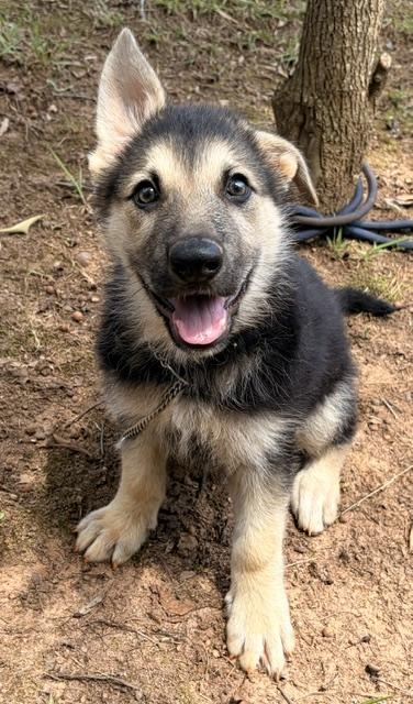 Maggie (Best Puppy), a ADOPTABLE German Shepherd Dog in Newfoundland, PA image 1/2