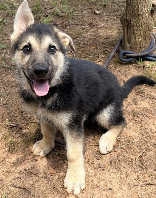 Maggie (Best Puppy), a ADOPTABLE German Shepherd Dog in Newfoundland, PA image 2/2