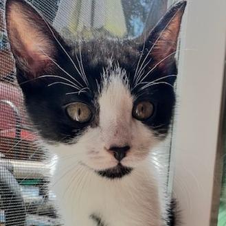 Maui, Adoptable, Kitten Male Domestic Short Hair.