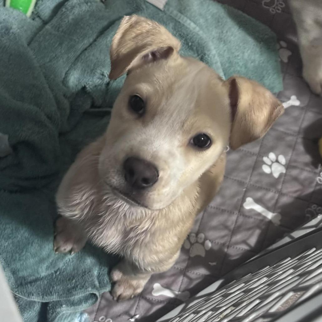 Simon, Adoptable, Puppy Male Mixed Breed.