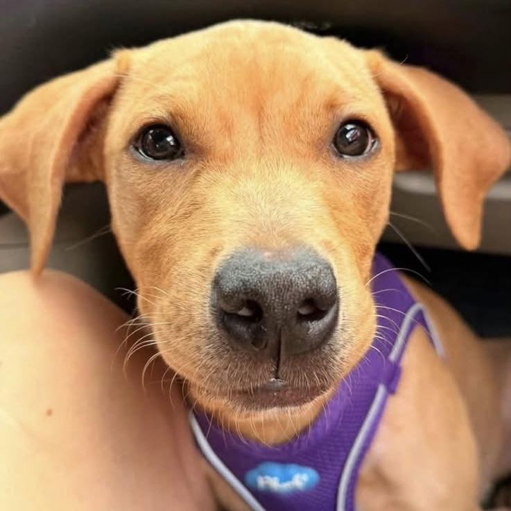 Enlarge .June, a Adopted Mixed Breed in Hillsborough, NJ image 2/2