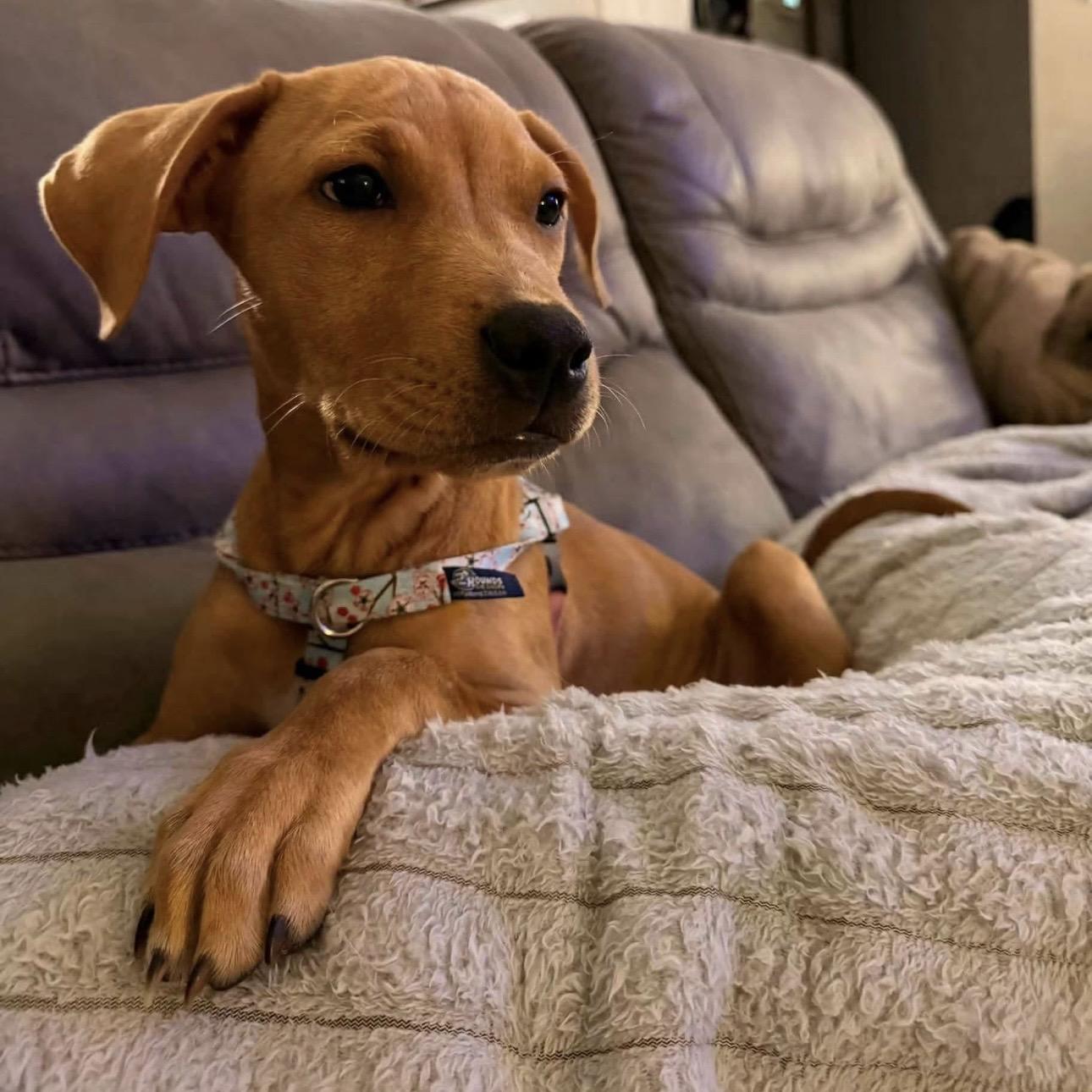 Enlarge .June, a Adopted Mixed Breed in Hillsborough, NJ image 1/2