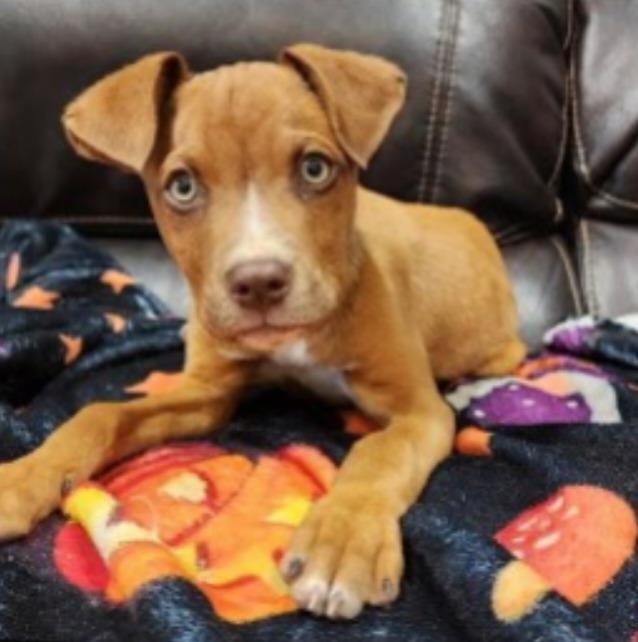 Evan, Adoptable, Puppy Male Boxer & Pit Bull Terrier.