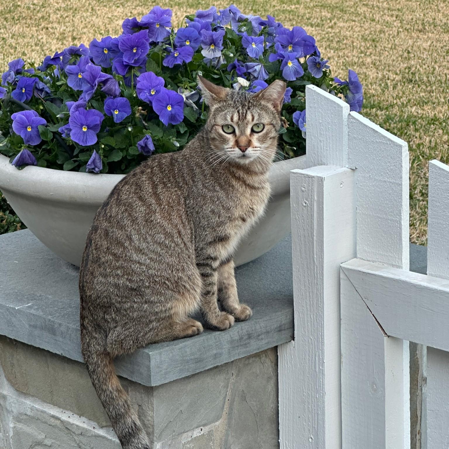 Enlarge Bean (golden tabby), a Adoptable Domestic Short Hair in Allen, TX image 1/6