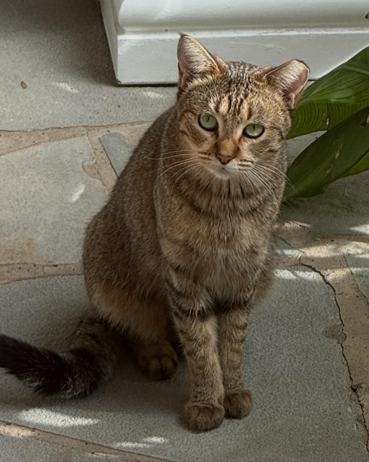 Enlarge Bean (golden tabby), a Adoptable Domestic Short Hair in Allen, TX image 4/6