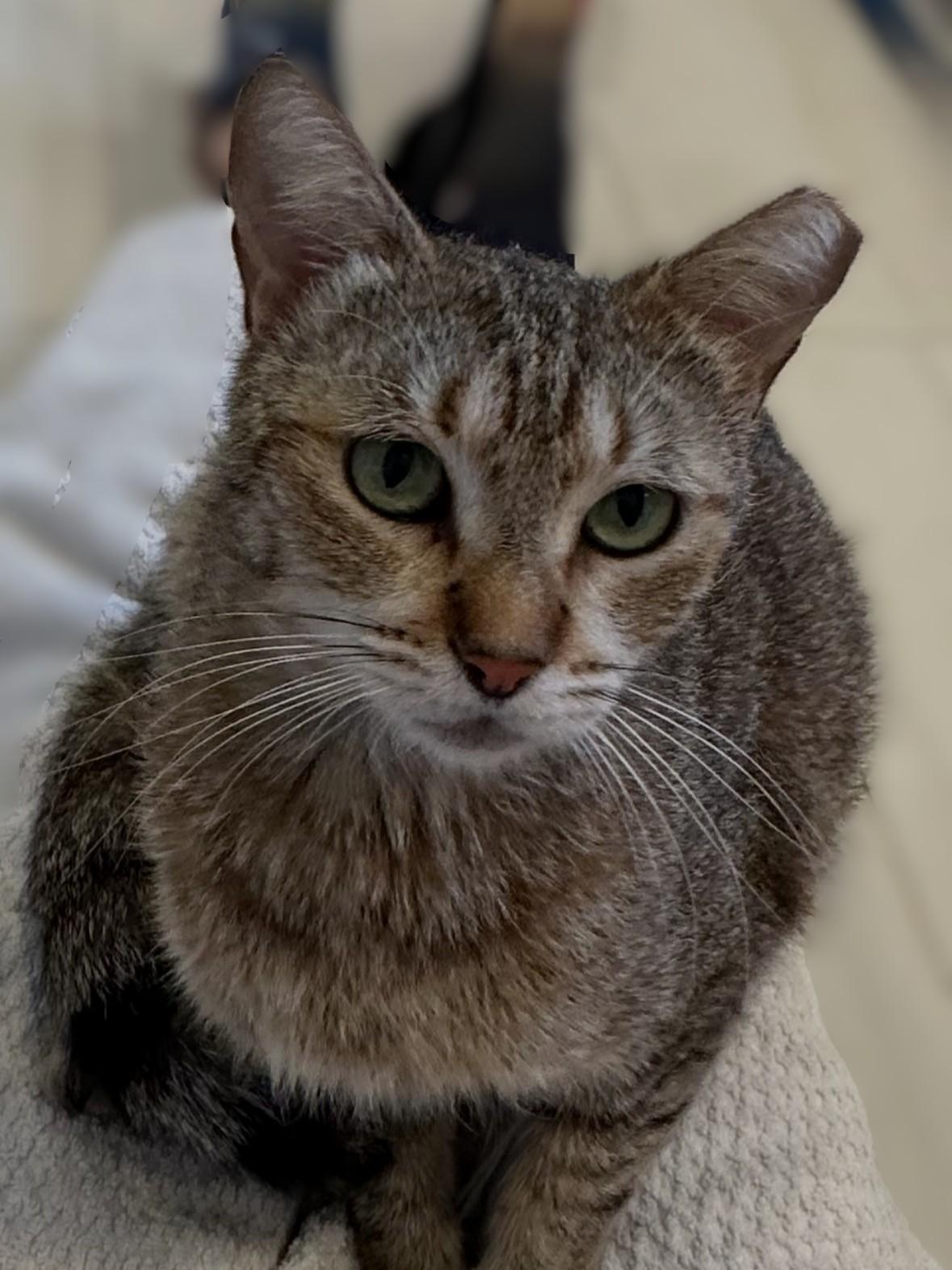 Enlarge Bean (golden tabby), a Adoptable Domestic Short Hair in Allen, TX image 3/6