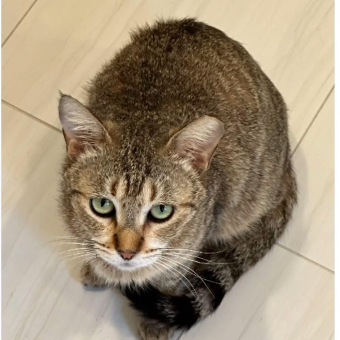 Enlarge Bean (golden tabby), a Adoptable Domestic Short Hair in Allen, TX image 2/6