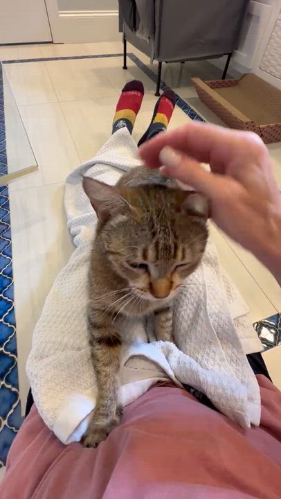 Enlarge Bean (golden tabby), a Adoptable Domestic Short Hair in Allen, TX video 6/6