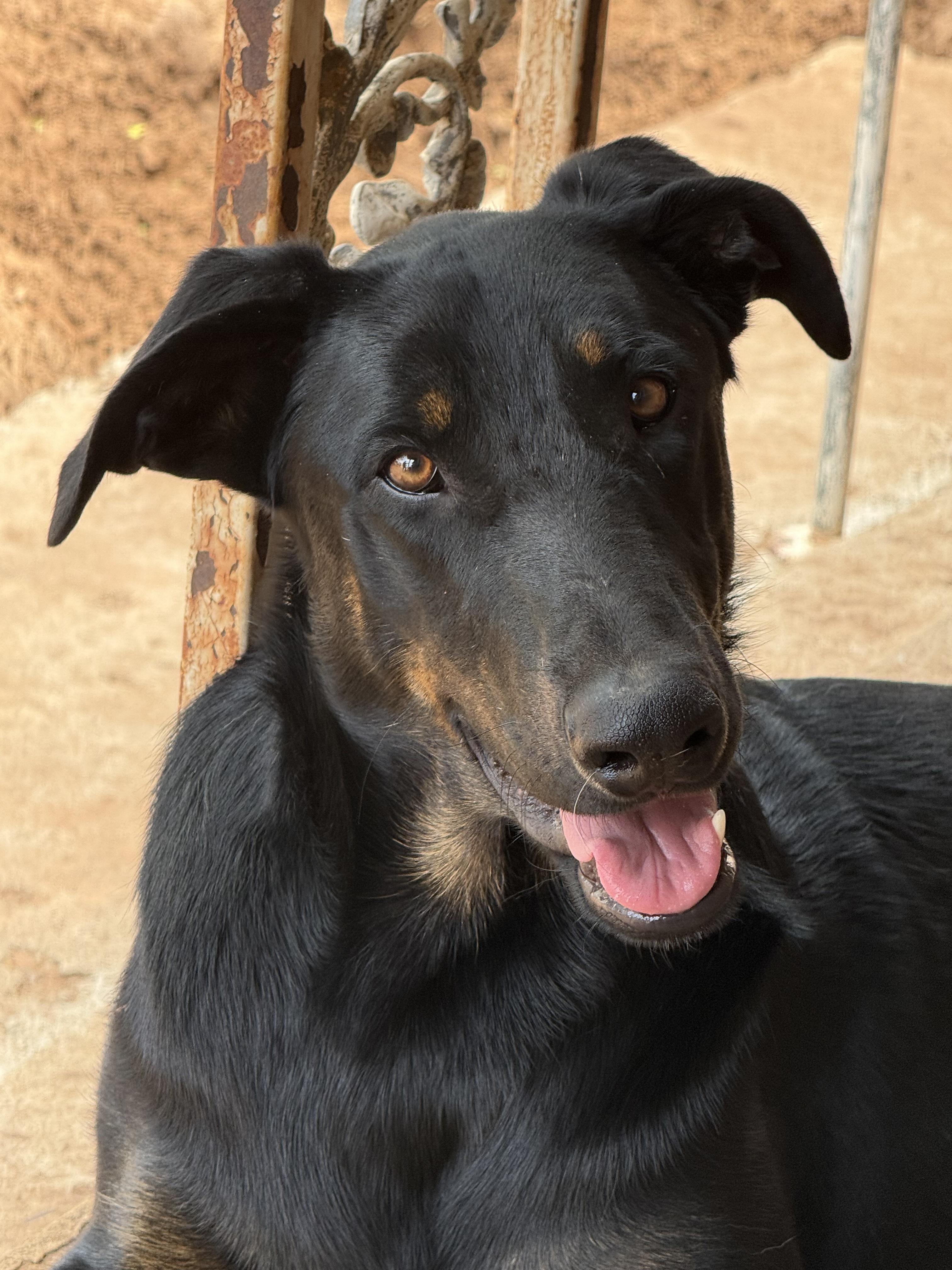 Enlarge REX, a Adoptable mixed breed in Chicago, IL image 6/6