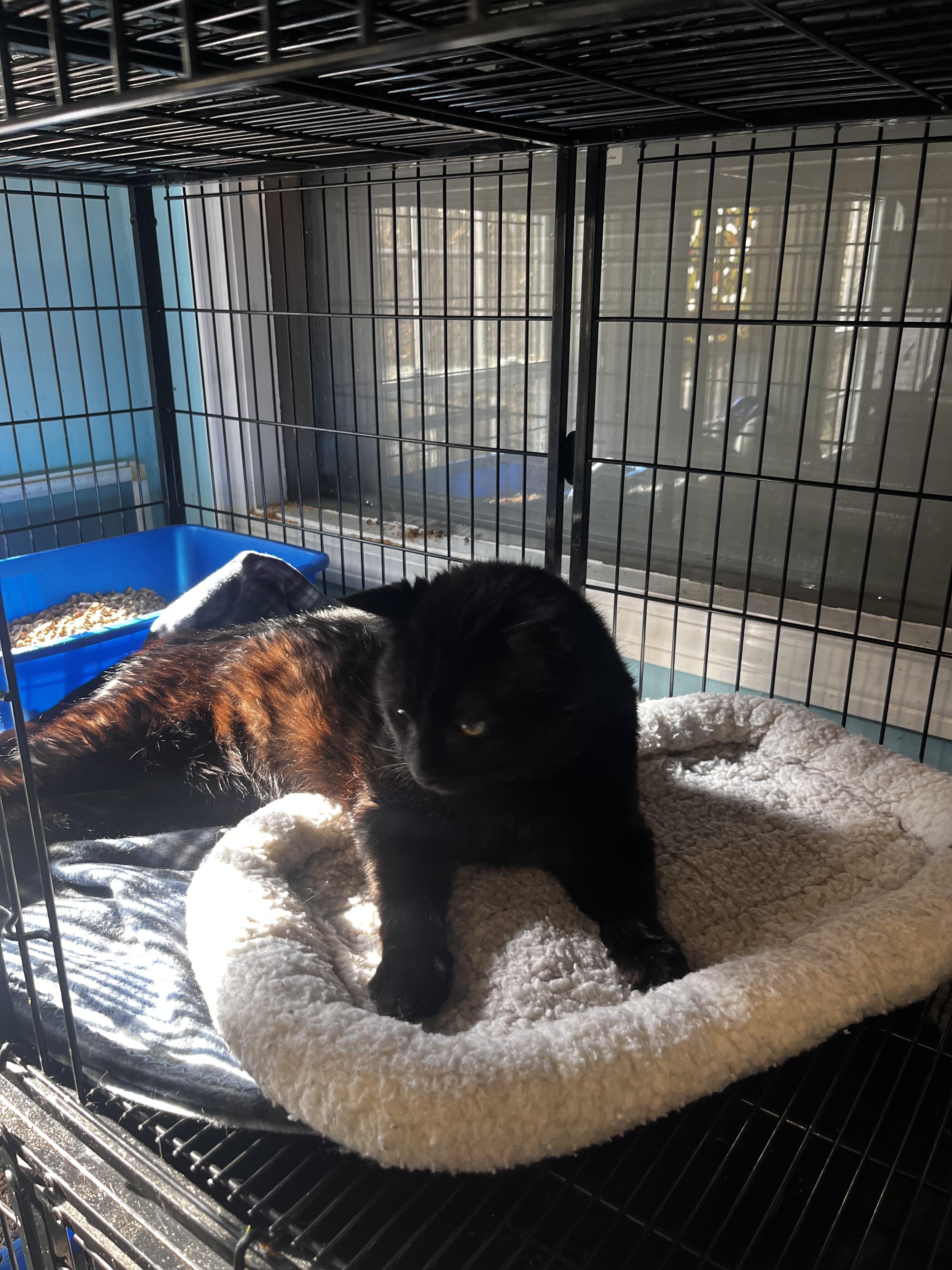 Larry, an adopted Domestic Short Hair in Blackstone, MA image 2/2