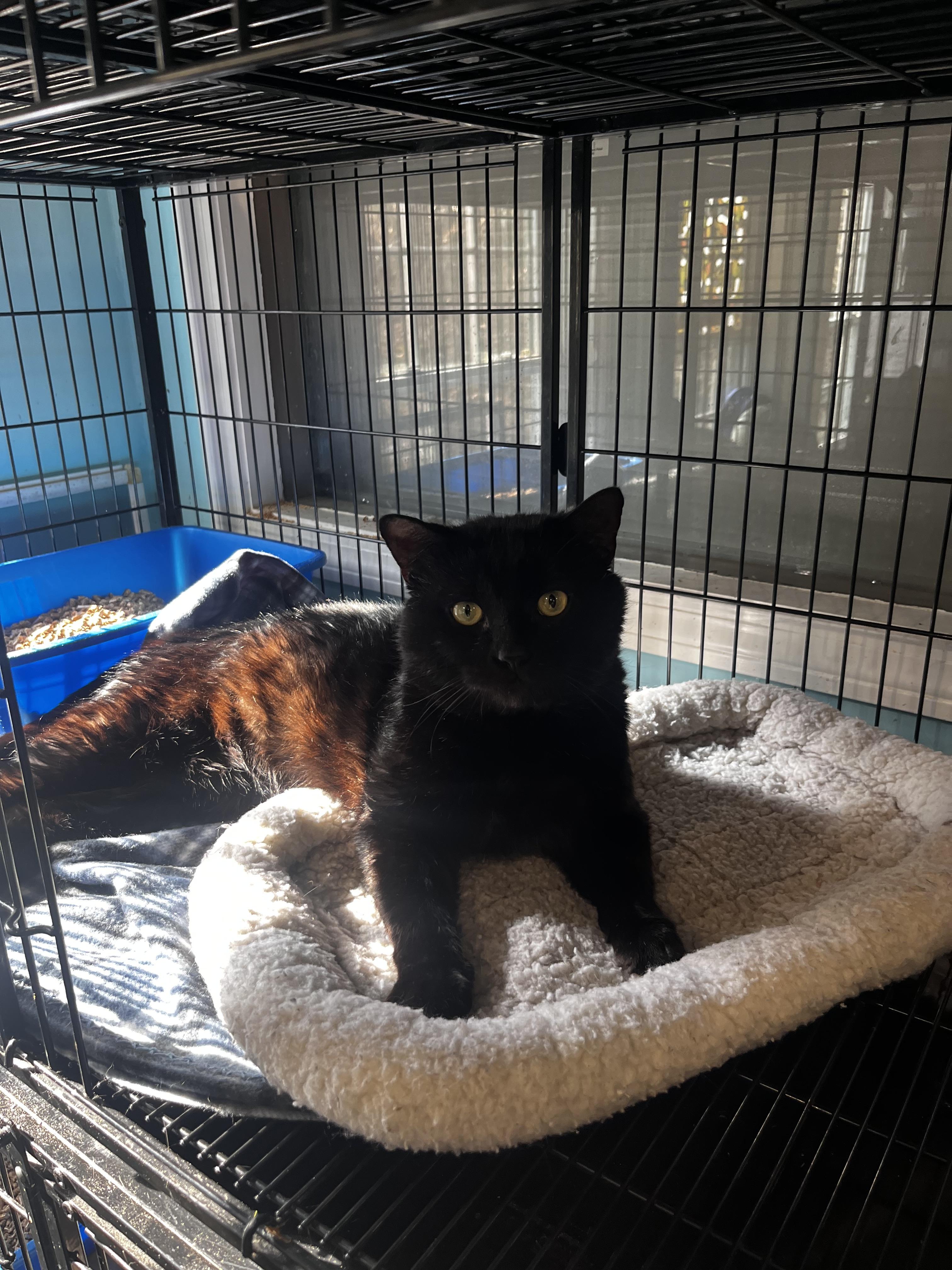 Larry, an adopted Domestic Short Hair in Blackstone, MA image 1/2