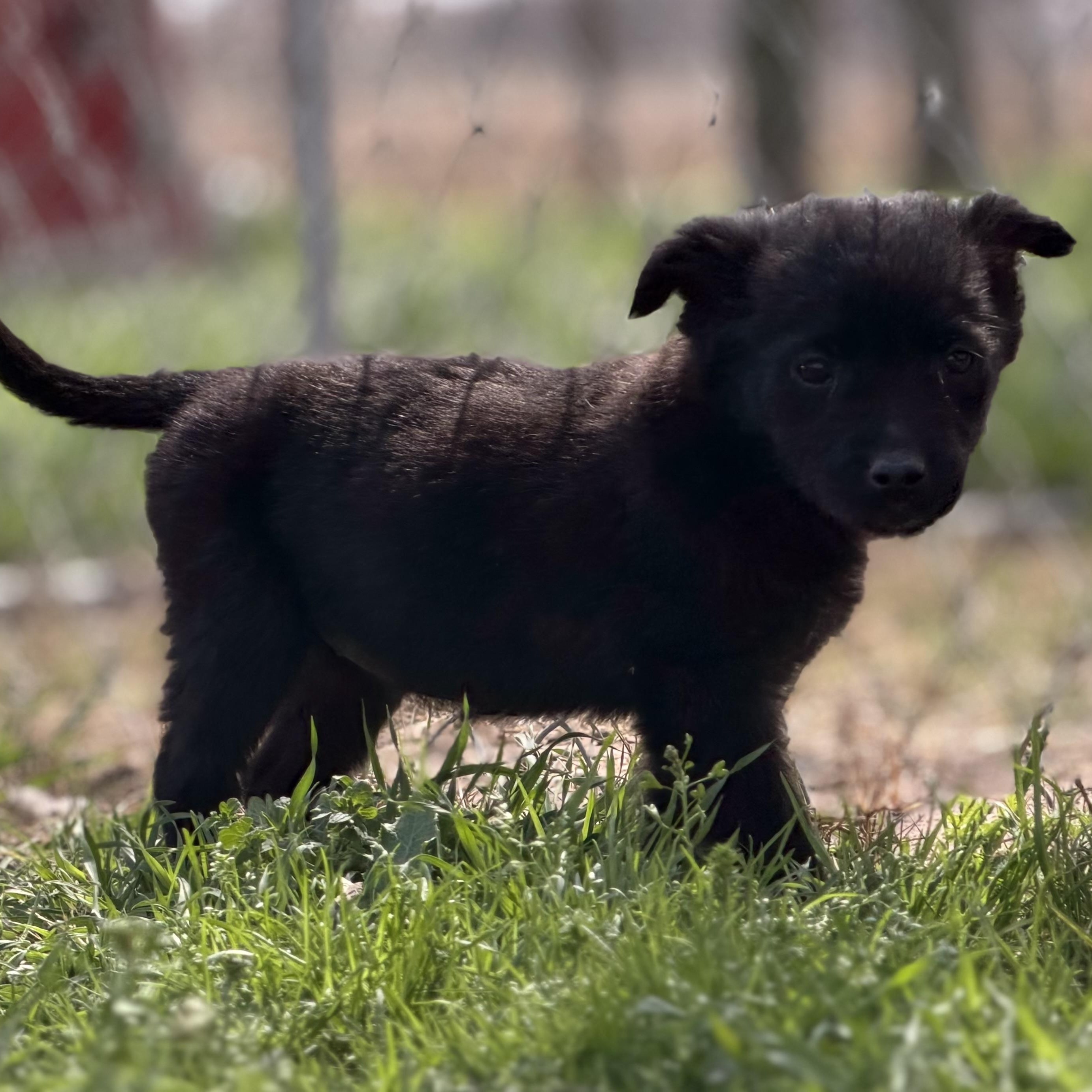 Libra — thumbnail 2