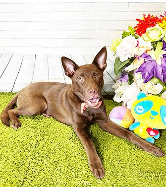 CRISS, Adoptable, Young Male Labrador Retriever.