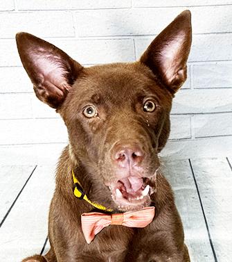 CRISS, Adoptable, Young Male Labrador Retriever.