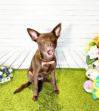 Enlarge CRISS, a Adoptable mixed breed in Castro Valley, CA image 3/3