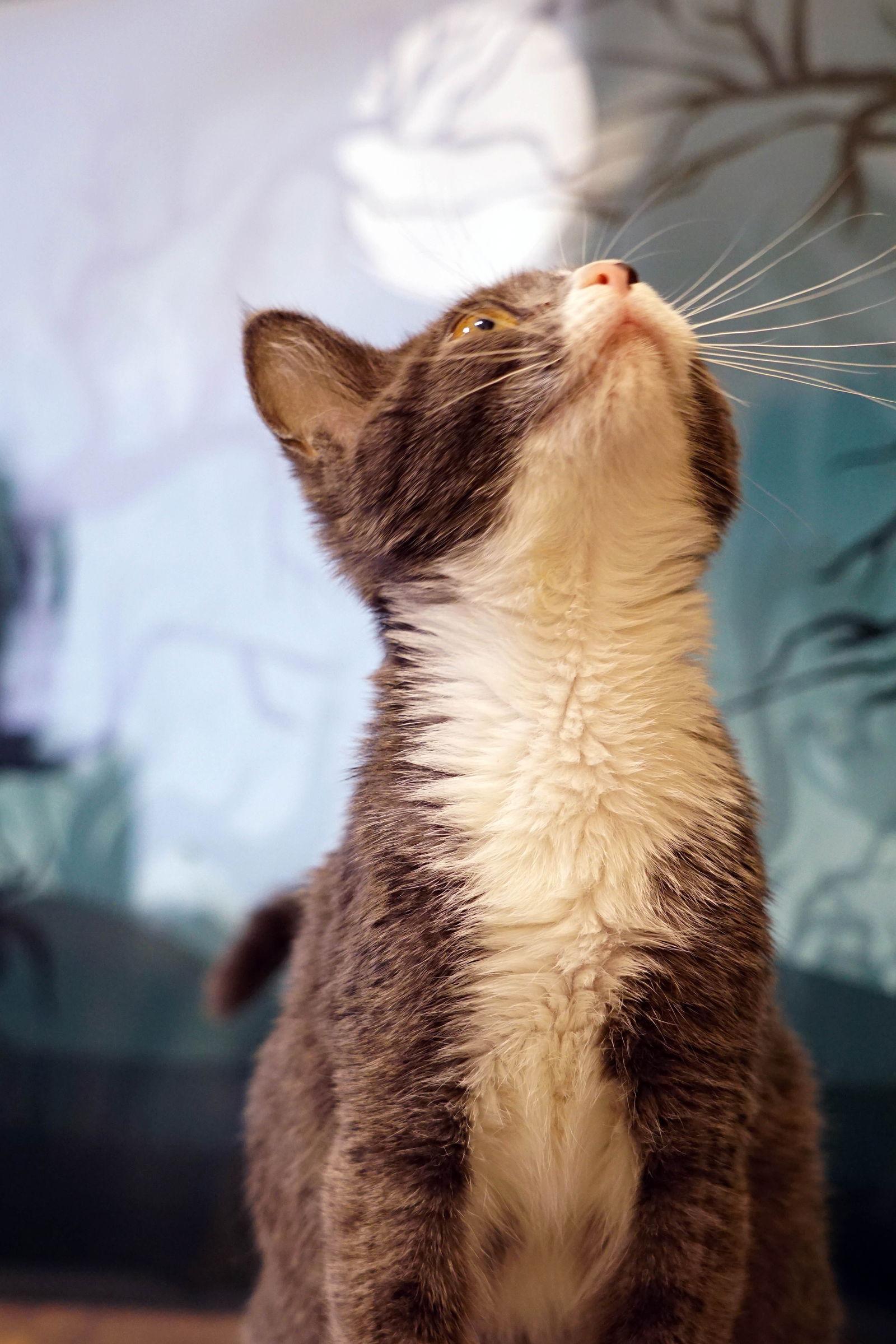 Enlarge Milo, a Adopted Domestic Short Hair in Los Angeles, CA image 1/3