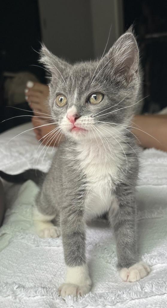 Enlarge Milo, a Adopted Domestic Short Hair in Los Angeles, CA image 3/3