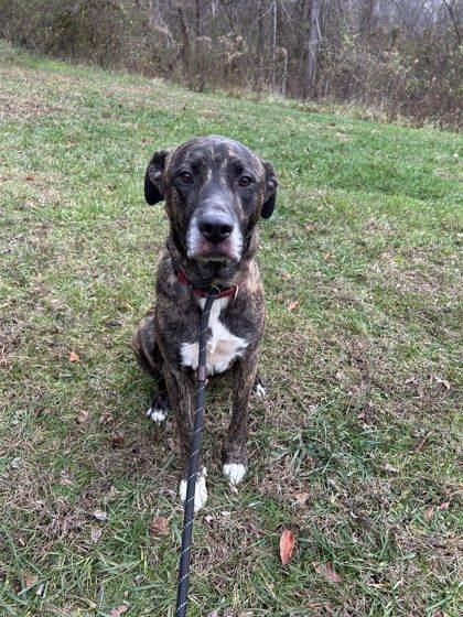 Ruger , ADOPTABLE, Adult Male Mixed Breed.