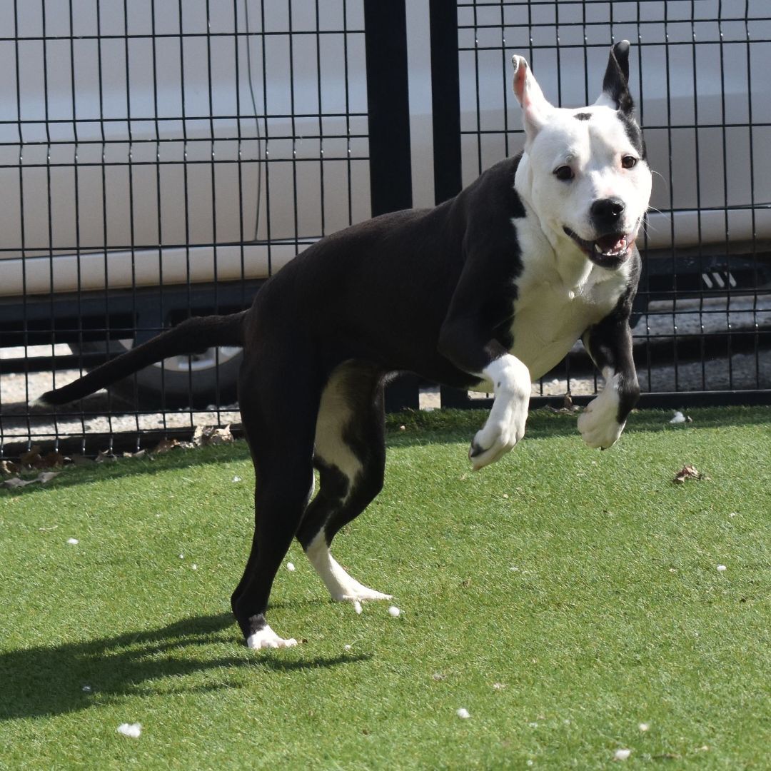 Faye Anne, Adoptable, Adult Female Boxer.