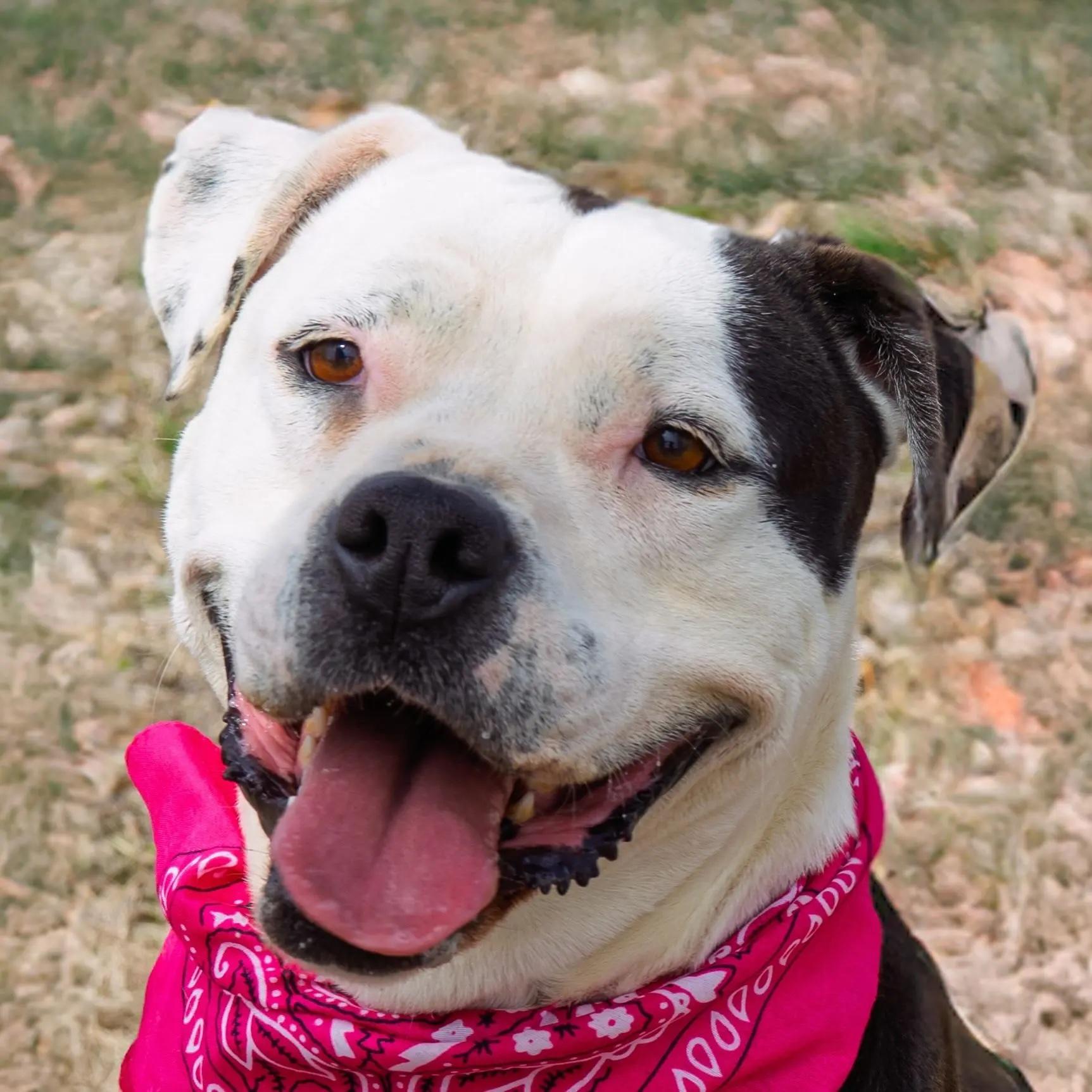 Faye Anne, Adoptable, Adult Female Boxer.