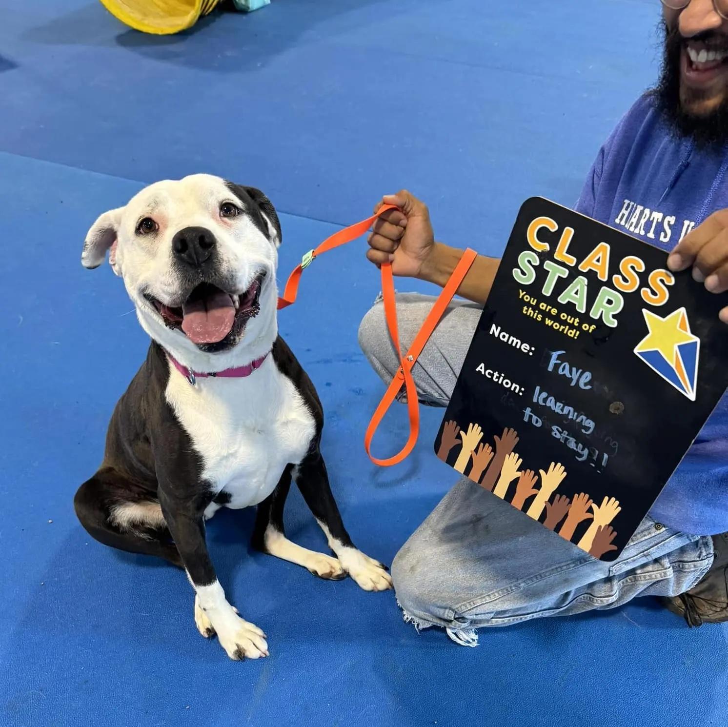 Enlarge Faye Anne, a Adoptable mixed breed in Auburn, NE image 2/4