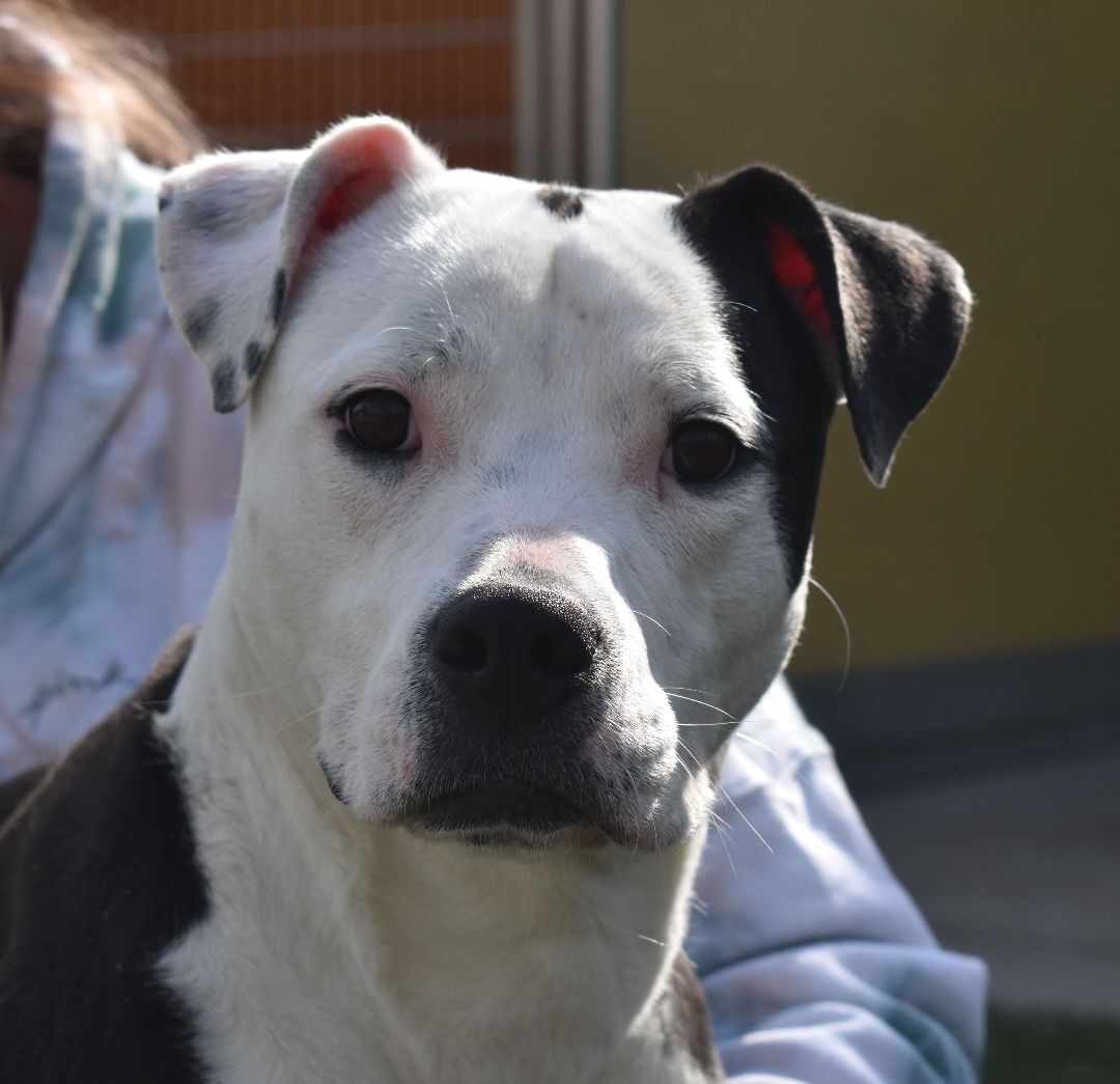 Faye Anne, a Adoptable mixed breed in Auburn, NE image 2/2