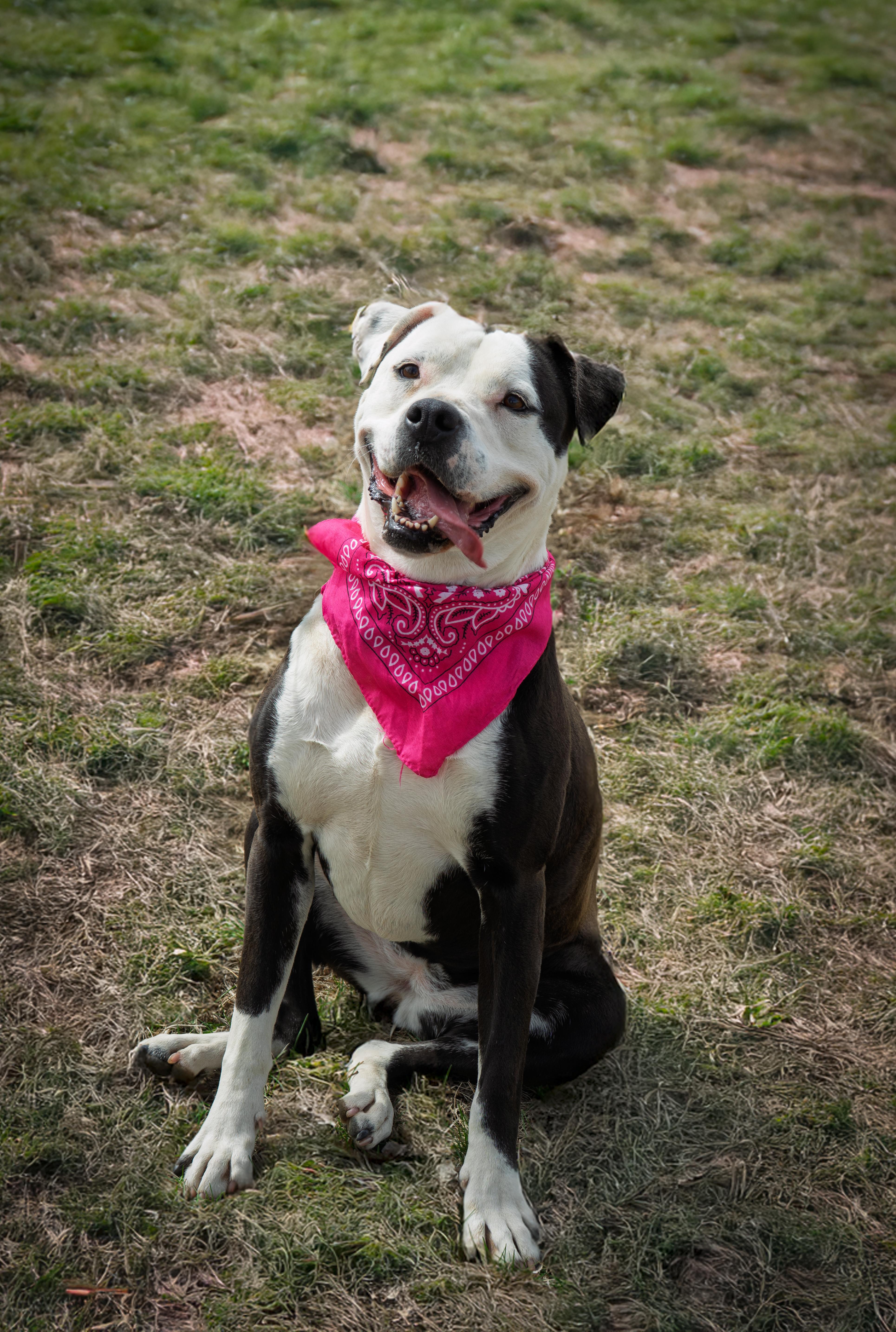 Enlarge Faye Anne, a Adoptable mixed breed in Auburn, NE image 3/4