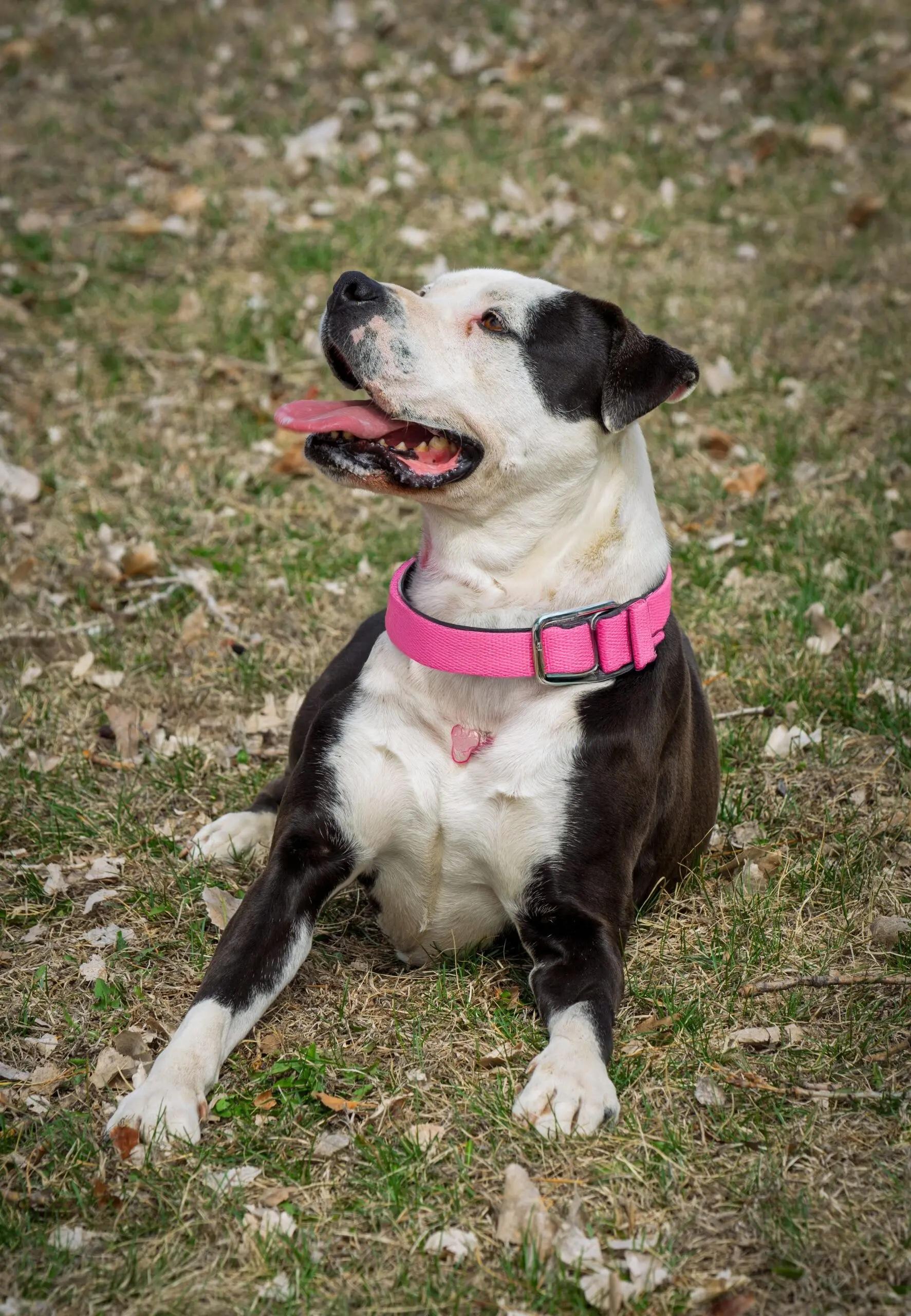 Enlarge Faye Anne, a Adoptable mixed breed in Auburn, NE image 4/4