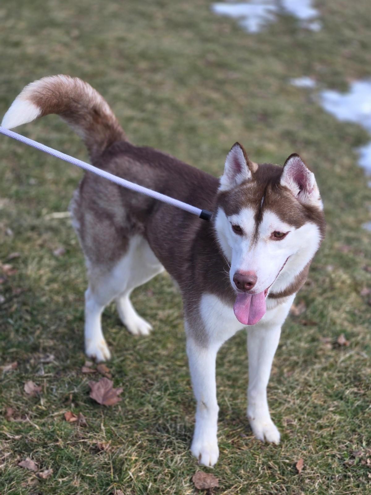 Enlarge Ragnar, an adoptable Siberian Husky in Hamilton, ON image 3/6