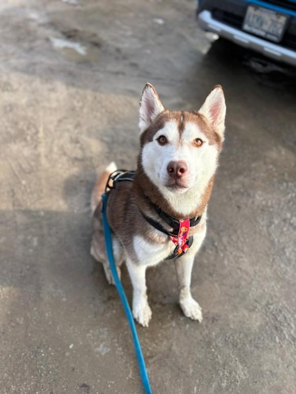 Enlarge Ragnar, an adoptable Siberian Husky in Hamilton, ON image 6/6