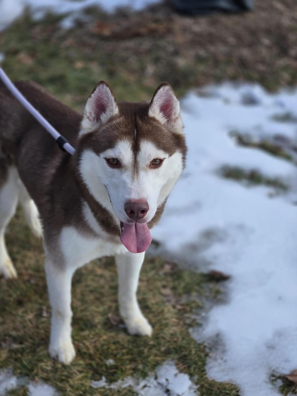 Enlarge Ragnar, an adoptable Siberian Husky in Hamilton, ON image 1/6