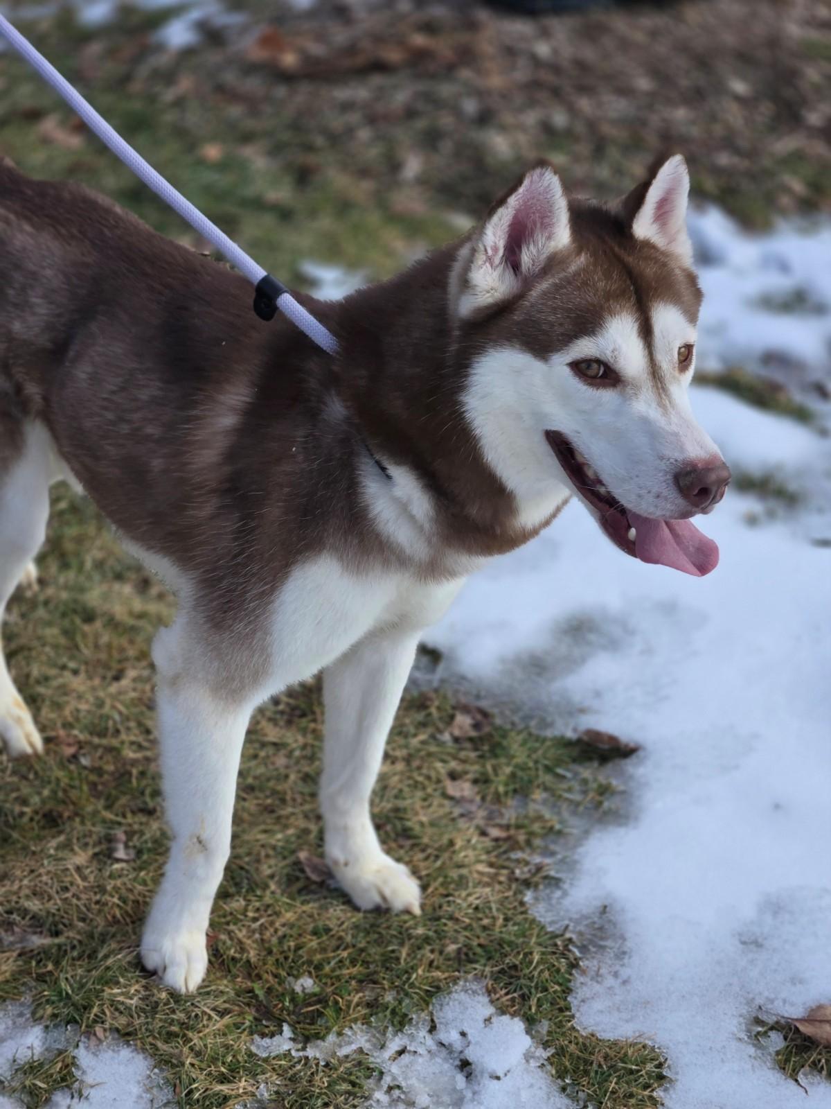 Enlarge Ragnar, an adoptable Siberian Husky in Hamilton, ON image 4/6